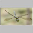 Aeshna cyanea - Blaugruene Mosaikjungfer m03a.jpg